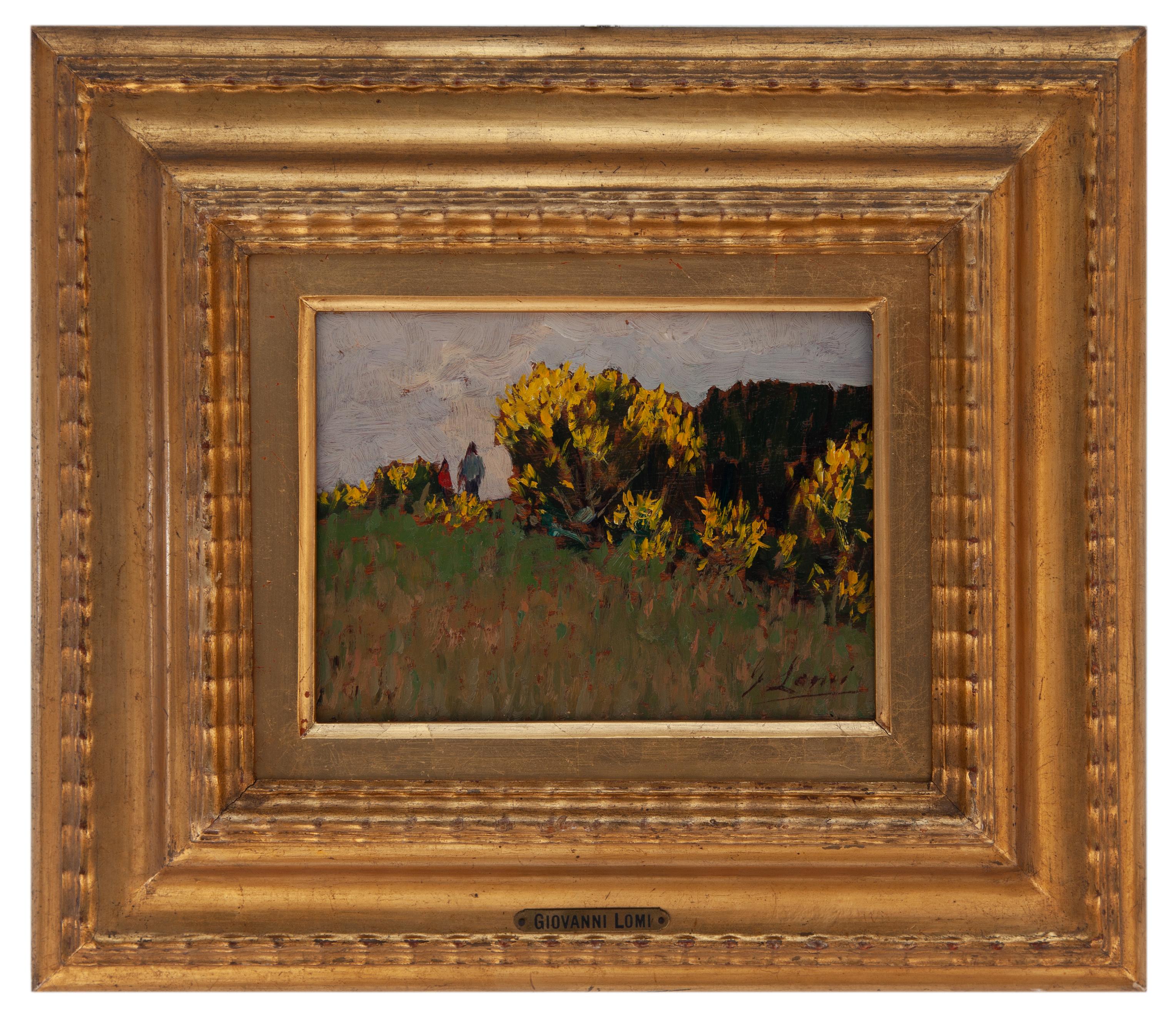 giovanni lomi: Ginestre in fiore